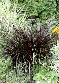 Pennisetum purpureum 'Princess Caroline'